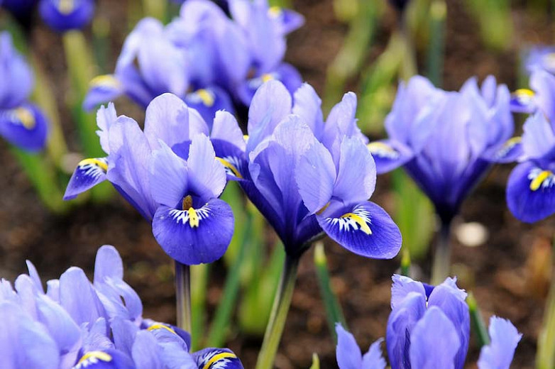 Iris reticulata, Dwarf iris, spring container ideas, Iris Reticulata 'Katharine Hodgkin',Iris Reticulata 'Harmony', Iris reticulata 'Pixie', Iris Reticulata 'Spring Time',Iris Reticulata 'Gordon'